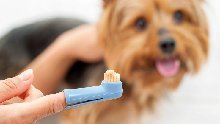 Cachorro com mau hálito? Entenda o porquê.