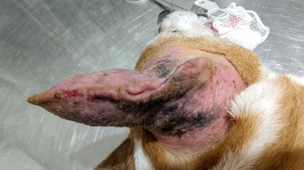Otohematoma ou Hematoma de Orelha