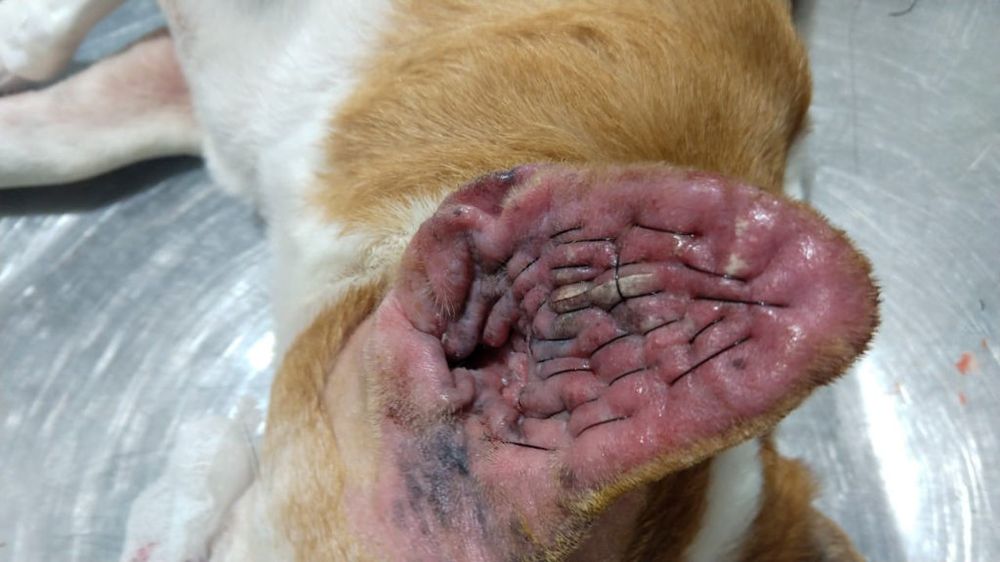 Otohematoma ou Hematoma de Orelha.