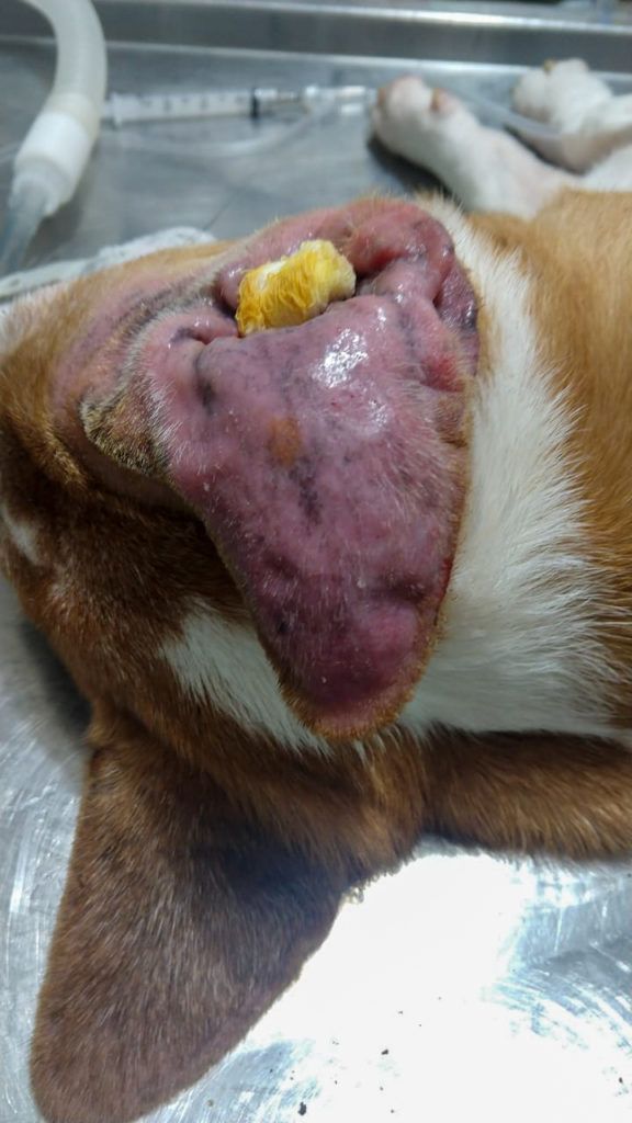 Otohematoma ou Hematoma de Orelha.
