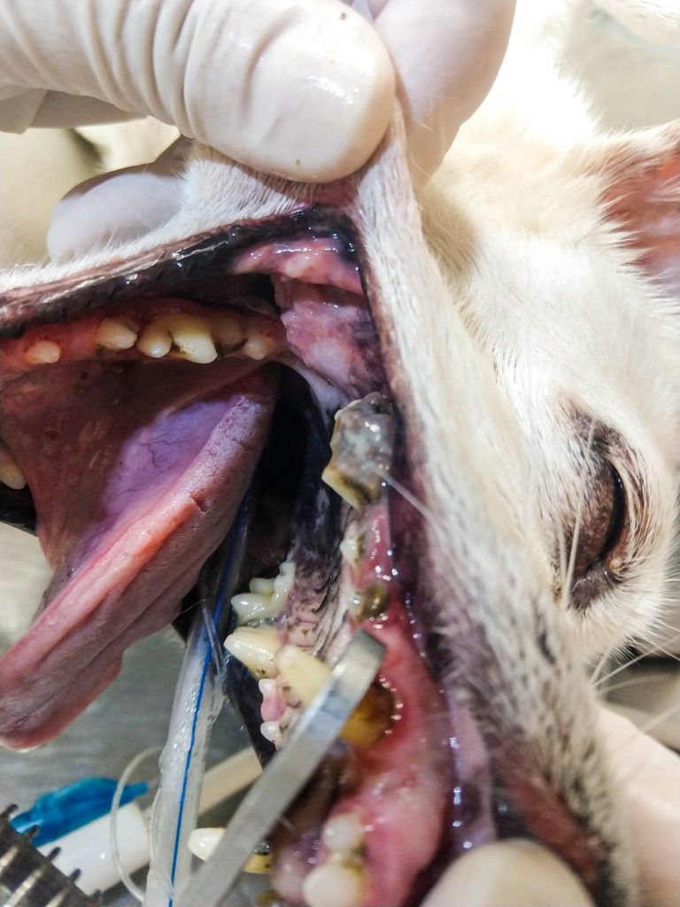 Tártaro em animais. Saiba como identificar e qual o tratamento.