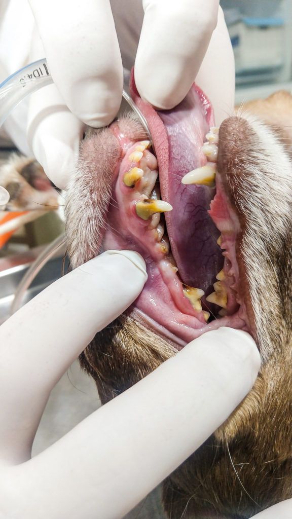 Tártaro em animais. Saiba como identificar e qual o tratamento.