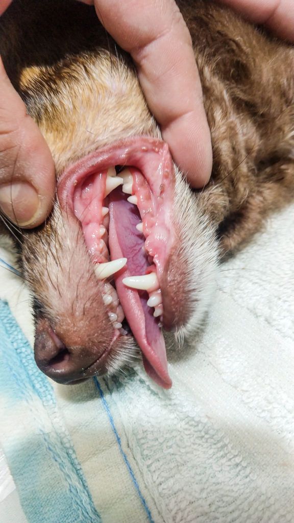 Tártaro em animais. Saiba como identificar e qual o tratamento.