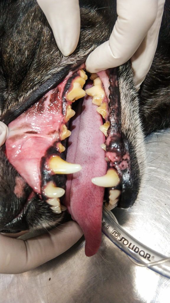 Tártaro em animais. Saiba como identificar e qual o tratamento