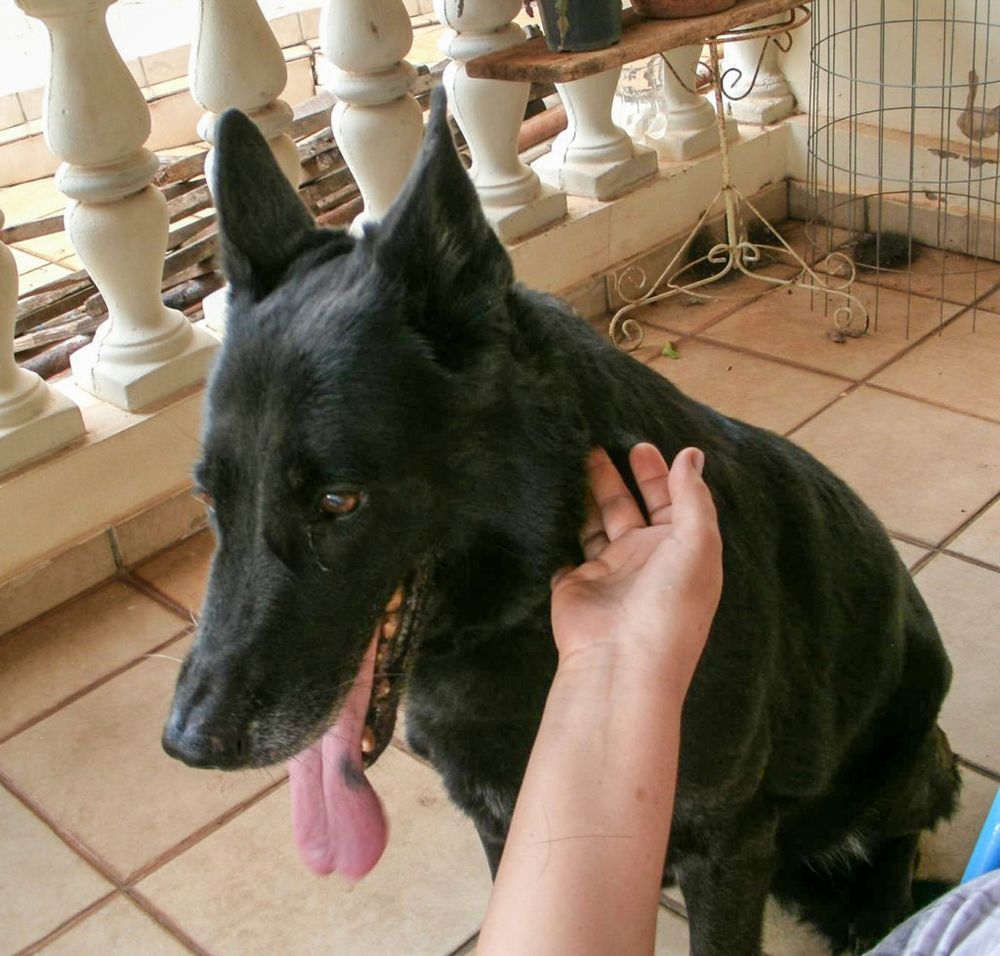 Cuidado com animais em época de festas