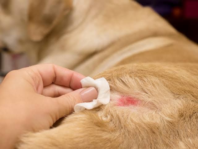 Cuidado com lesão de pele em cachorro