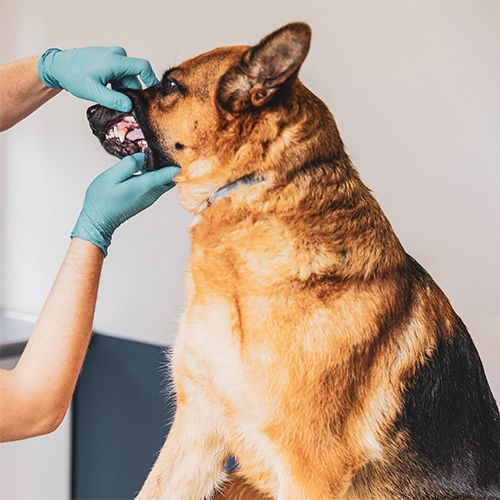Cachorro com mau hálito? Entenda o porquê