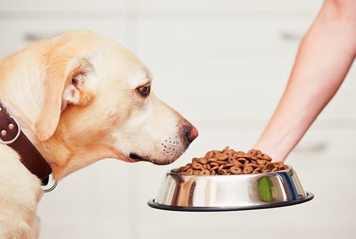 Cão recebendo alimentação recomendada pelo tutor