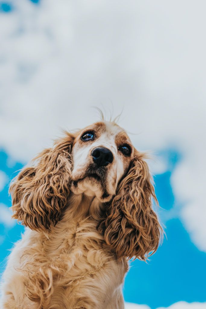 Cachorro com coceira nas orelhas. Saiba por quê.
