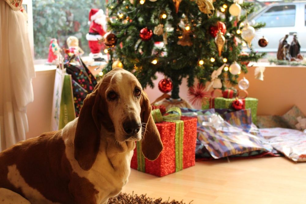 Cuidado com animais em época de festas