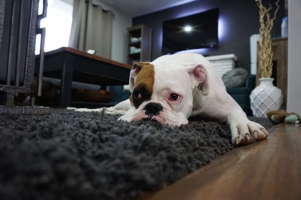 Cuidado com animais em época de festas