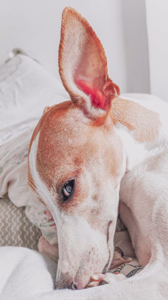 Cachorro com coceira nas orelhas. Saiba por quê