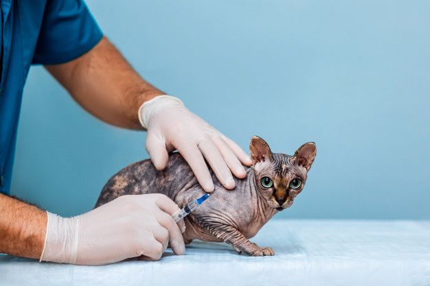 Vacinação animal é importante?